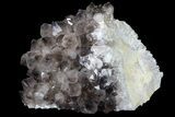 Smoky Quartz Crystal Cluster - Diamond Hill, SC #69784-1